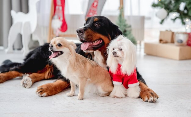 Cachorro perto da árvore de natal em casa