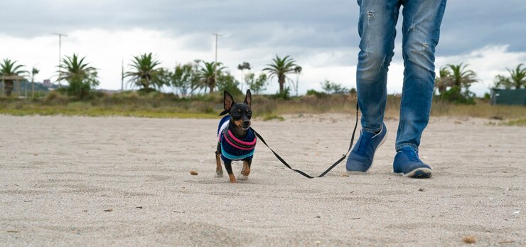 Foto cachorro pinscher caminhando com seu dono na praia