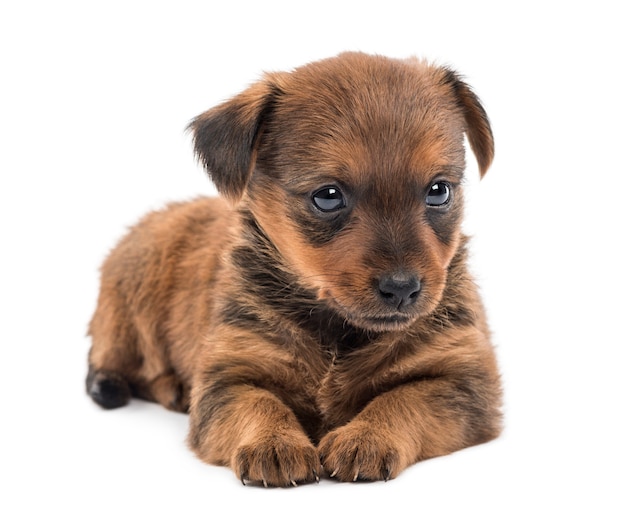 Cachorro de pinscher miniatura aislado en blanco