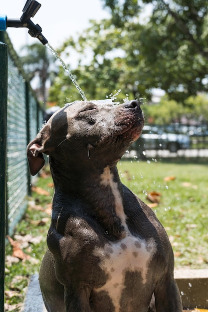 Cachorro pit bull bebendo água da torneira e brincando no parque em um dia ensolarado. foco seletivo.