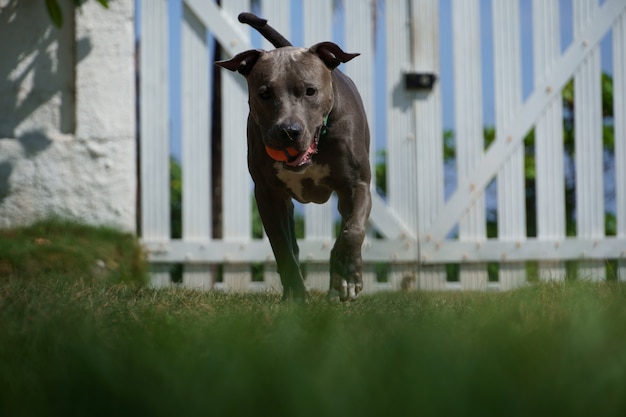 Cachorro pit bull brincando com bola no jardim da casa