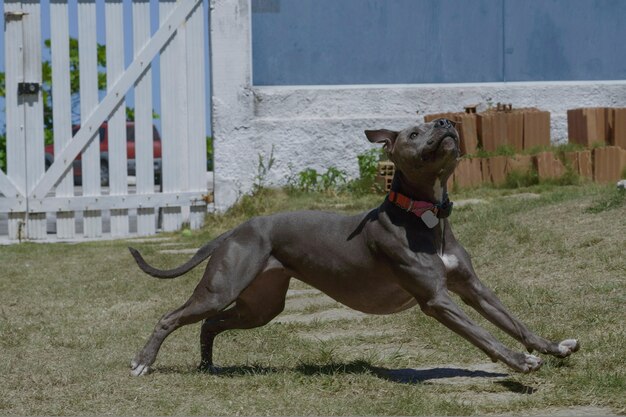 Cachorro pit bull brincando com bola no jardim da casa