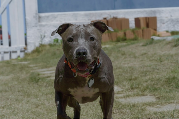 Cachorro pit bull brincando com bola no jardim da casa