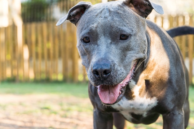 Cachorro pit bull brincando e se divertindo no parque ao pôr do sol. Foco seletivo.