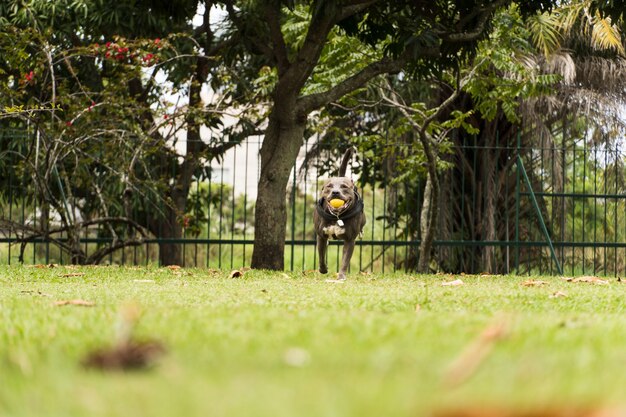 Cachorro pit bull brincando e se divertindo no parque. Dia nublado. Foco seletivo.