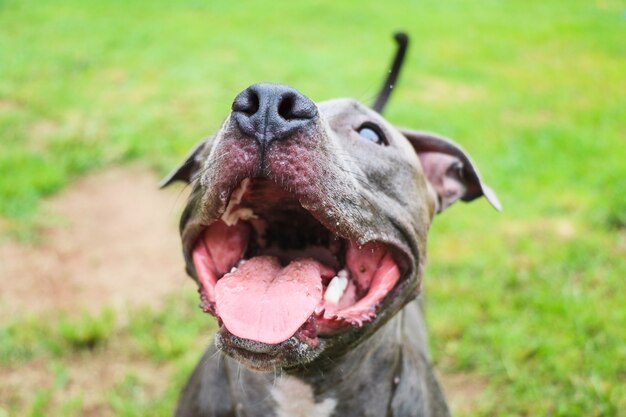 Cachorro pit bull brincando e se divertindo no parque. foco seletivo.