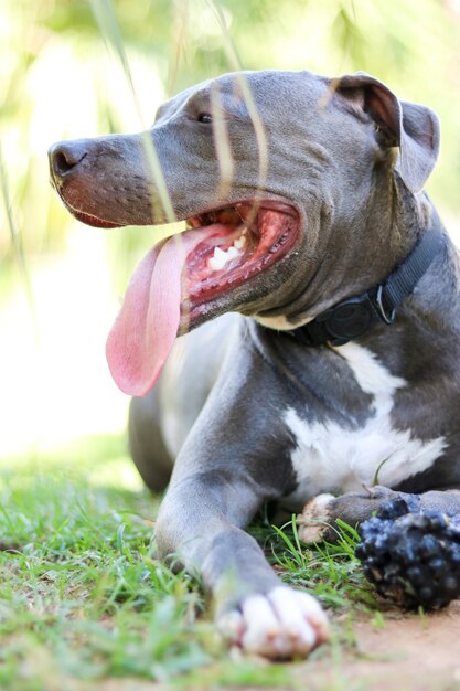 Cachorro Pit bull brincando e se divertindo no parque. Foco seletivo.