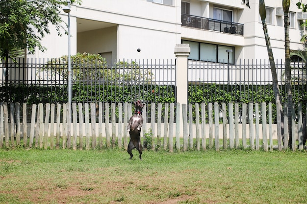 Foto cachorro pit bull brincando e se divertindo no parque. foco seletivo.