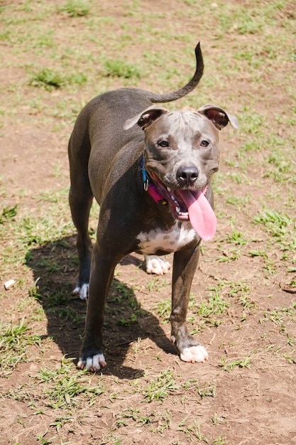 Cachorro Pit bull brincando e se divertindo no parque. Foco seletivo.