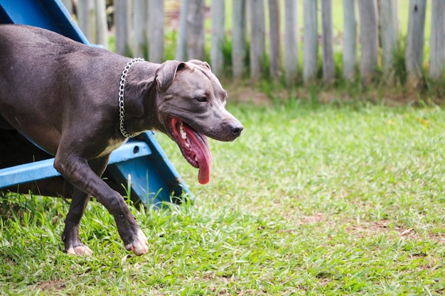 Cachorro Pit bull brincando e se divertindo no parque. Foco seletivo.