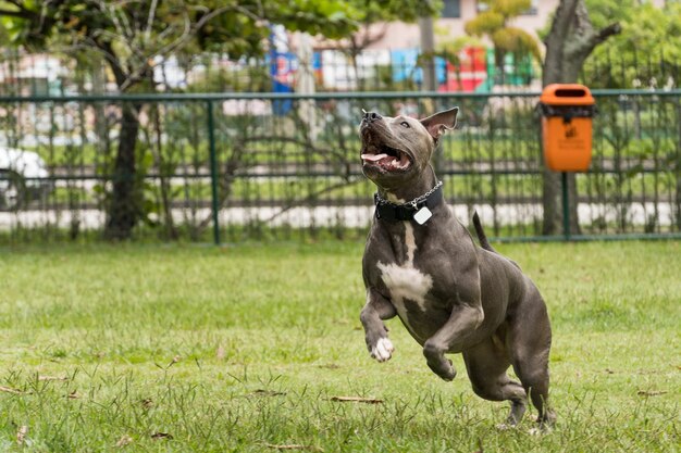 Cachorro pit bull brincando e se divertindo no parque. Foco seletivo.