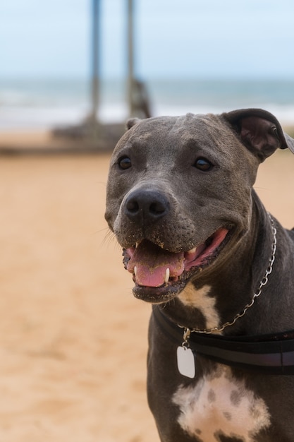 Cachorro Pit Bull brincando na praia, curtindo o mar e a areia. Dia ensolarado. Foco seletivo.