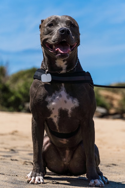 Cachorro Pit Bull brincando na praia, curtindo o mar e a areia. Dia ensolarado. Foco seletivo.