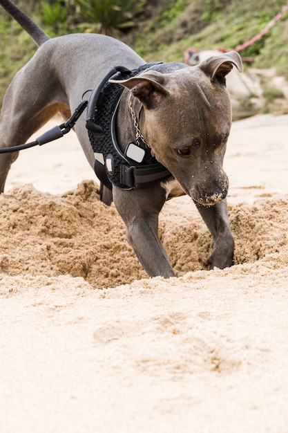 Foto cachorro pit bull brincando na praia, curtindo o mar e a areia. dia ensolarado. foco seletivo.