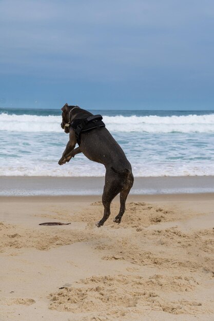 Cachorro Pit Bull brincando na praia se divertindo com a bola e cavando um buraco na areia Dia parcialmente nublado Foco seletivo