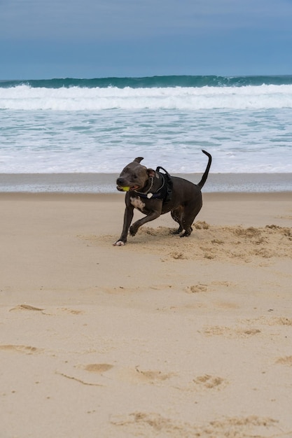 Cachorro Pit Bull brincando na praia se divertindo com a bola e cavando um buraco na areia Dia parcialmente nublado Foco seletivo