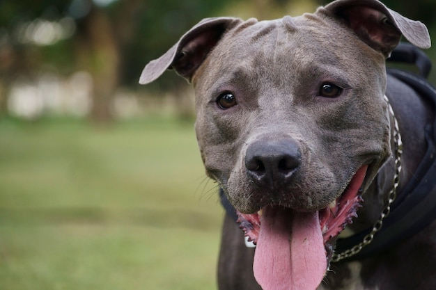 Cachorro pit bull brincando no parque ao pôr do sol. Pitbull de nariz azul em dia ensolarado e campo aberto com muita natureza.