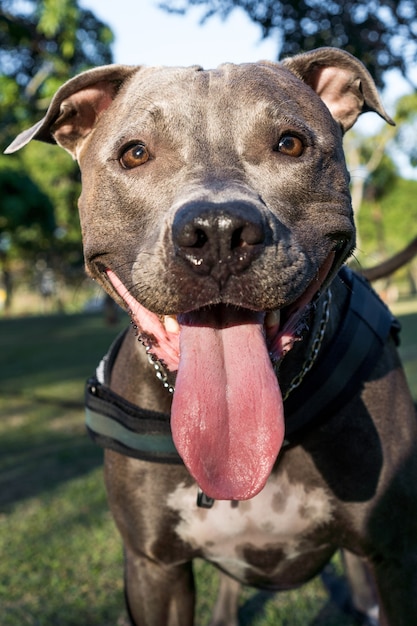 cachorro pit bull brincando no parque ao pôr do sol pitbull em um dia ensolarado e campo aberto com a natureza