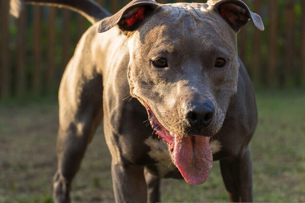 Cachorro pit bull brincando no parque ao pôr do sol.