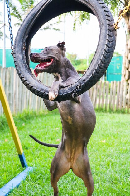 Cachorro Pit Bull brincando no parque com o pneu. Foco seletivo.