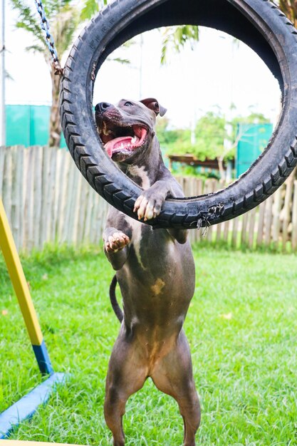 Cachorro Pit Bull brincando no parque com o pneu. Foco seletivo.