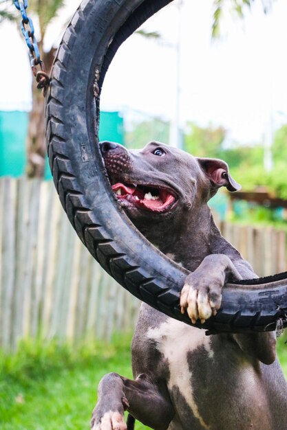 Cachorro Pit Bull brincando no parque com o pneu. Foco seletivo.