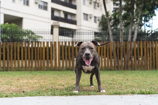 Cachorro pit bull brincando no parque. Grama verde, chão de terra e estacas de madeira ao redor. Foco seletivo.