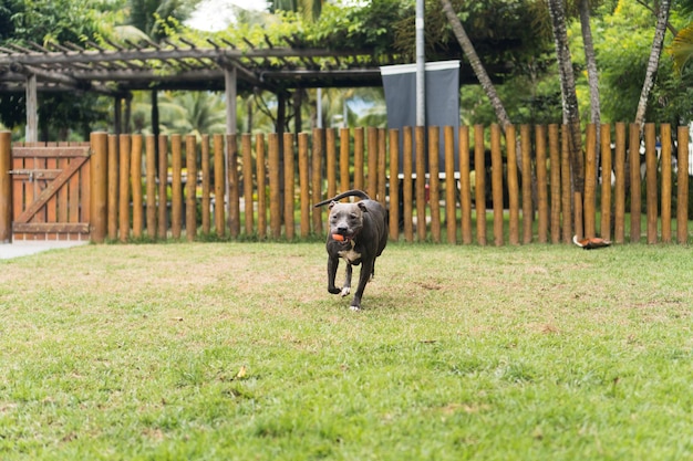 Cachorro pit bull brincando no parque. Grama verde, chão de terra e estacas de madeira ao redor. Foco seletivo.