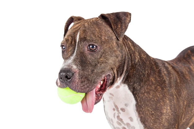 Bonito cachorro boxer branco e marrom