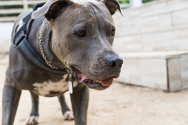 Cachorro pit bull correndo e brincando no terreno de uma casa em construção. foco seletivo.