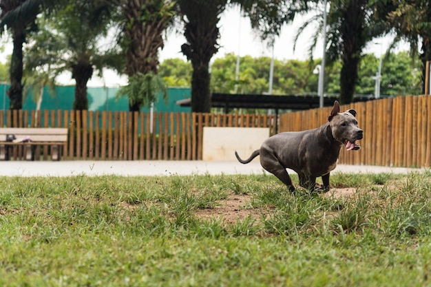Cachorro Pit bull de nariz azul brincando com bola e se divertindo no parque em dia nublado Foco seletivo