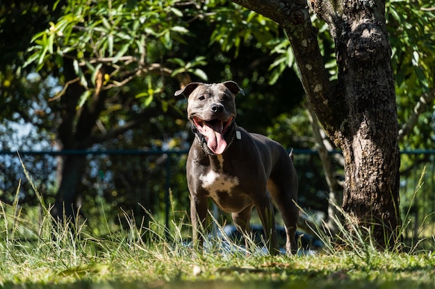 Cachorro Pit bull de nariz azul brincando e se divertindo no parque Foco seletivo Dia ensolarado de verão