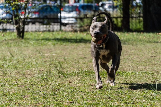 Cachorro pit bull de nariz azul brincando e se divertindo no parque foco seletivo dia ensolarado de verão