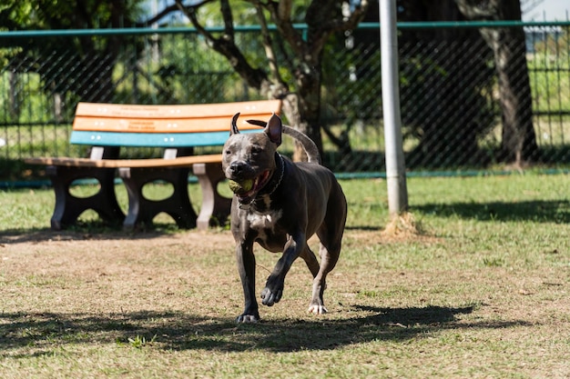 Cachorro Pit bull de nariz azul brincando e se divertindo no parque Foco seletivo Dia ensolarado de verão