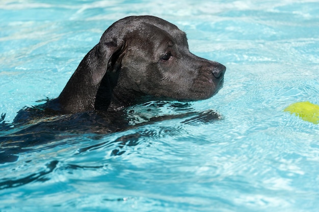 Cachorro Pit bull de nariz azul nadando na piscina Cachorro brinca com a bola enquanto se exercita e se diverte no dia ensolarado