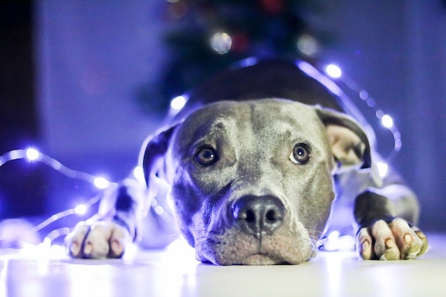 Foto cachorro pit bull em frente à árvore de natal, com as luzes dos enfeites e bolas acesas. luz baixa. foco seletivo.