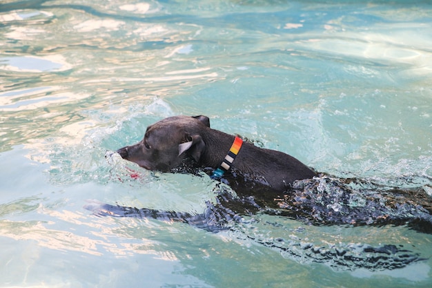 Cachorro pit bull nadando na piscina em um dia ensolarado.