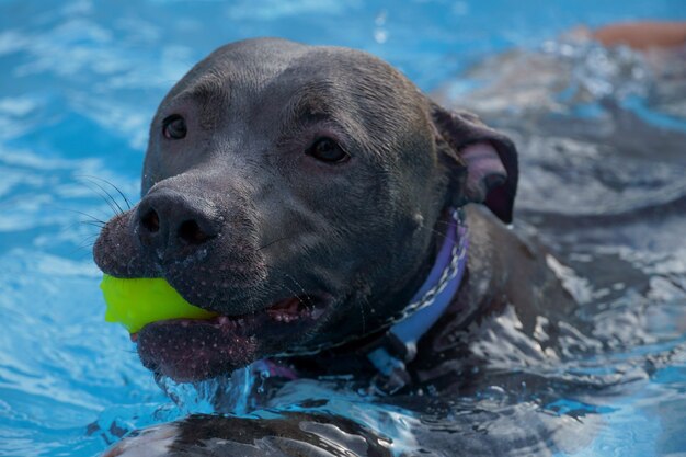 Cachorro pit bull nadando na piscina