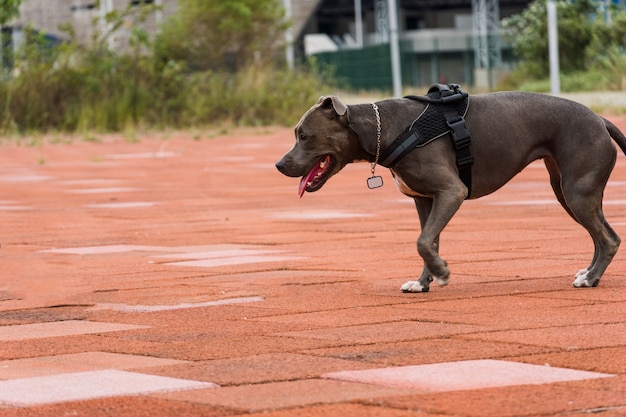 Foto cachorro pit bull passeando no parque da barra da tijuca, rio de janeiro. chão de cimento laranja, alguns ginásios e árvores ao redor. dia nublado. foco seletivo.