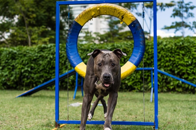 Cachorro pit bull pulando os obstáculos enquanto pratica agilidade e brinca no parque do cachorro Lugar para cachorro com brinquedos como rampa e pneu para ele se exercitar