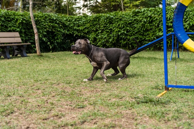 Cachorro pit bull pulando os obstáculos enquanto pratica agilidade e brinca no parque do cachorro Lugar para cachorro com brinquedos como rampa e pneu para ele se exercitar