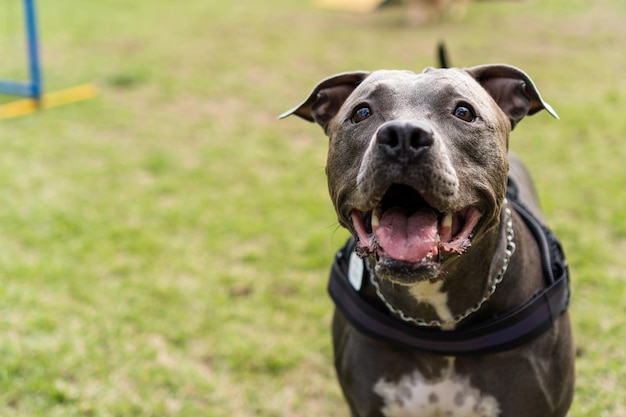 Cachorro pit bull pulando os obstáculos enquanto pratica agilidade e brinca no parque do cachorro Lugar para cachorro com brinquedos como rampa e pneu para ele se exercitar