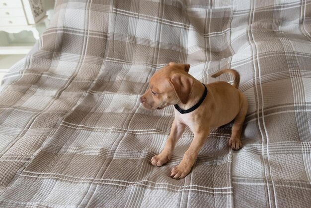 Foto un cachorro pitbull jugando felizmente en una cama