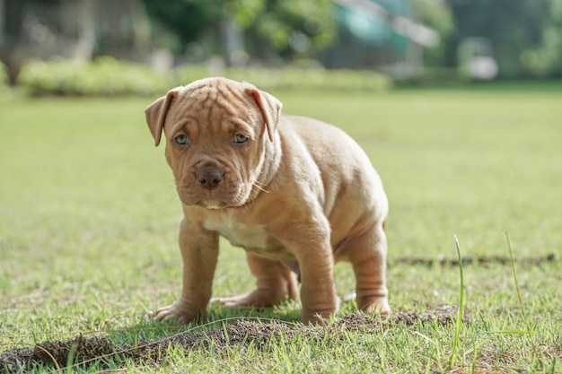 Foto cachorro pitbull