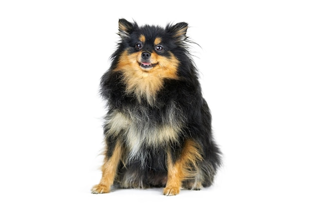 Cachorro de Pomerania adulto Spitz, aislado