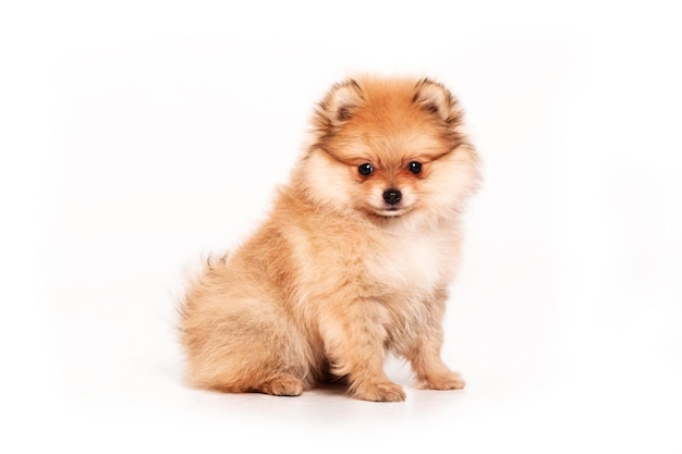 Cachorro Pomerania aislado sobre fondo blanco.