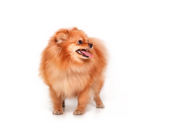 Cachorro Pomerania aislado sobre fondo blanco.