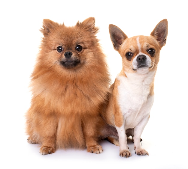 Cachorro pomerania y chihuahua