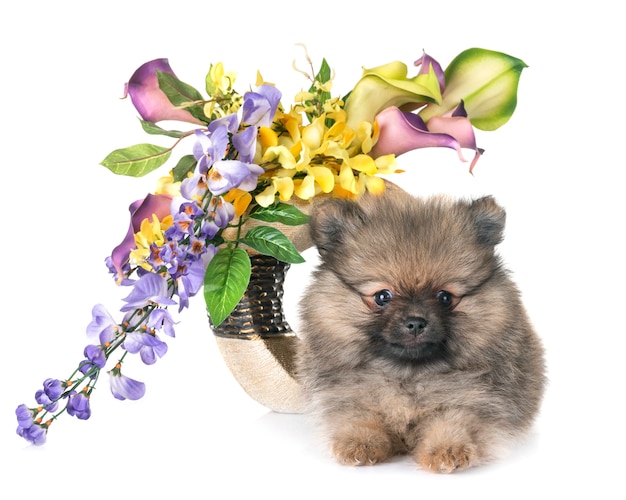 cachorro de pomerania y flor