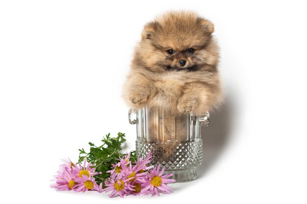 Cachorro Pomerania en un jarrón de vidrio